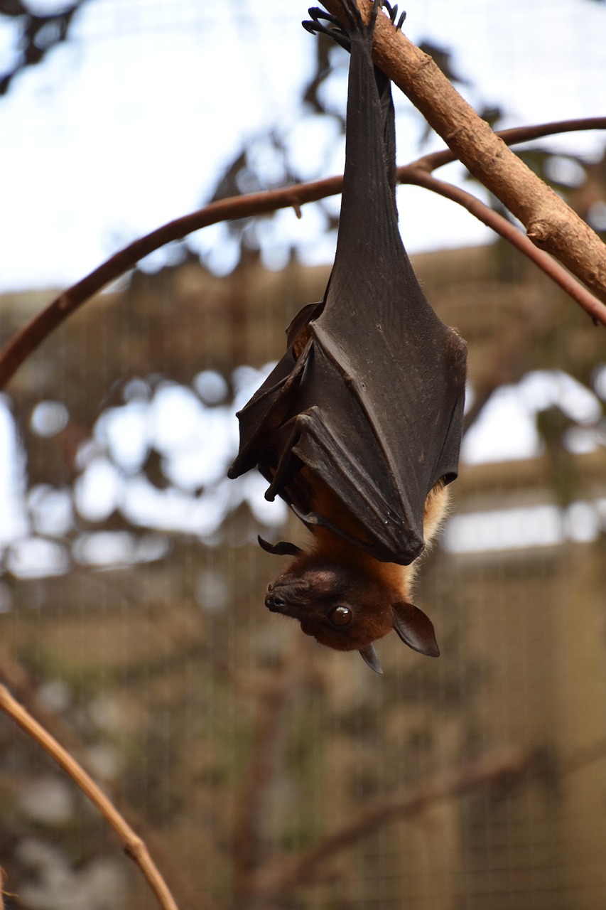 A bat hanging from a tree branch