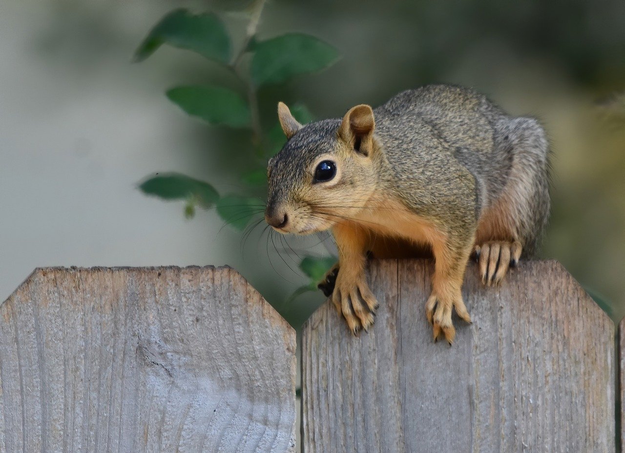 squirrel, wallpaper hd, laptop wallpaper, fox squirrel, windows wallpaper, desktop backgrounds, free background, full hd wallpaper, foraging, hd wallpaper, nature, beautiful nature, wallpaper 4k, 4k wallpaper, free wallpaper, beautiful wallpaper, wildlife, nature background, nature wallpaper, cool backgrounds, 4k wallpaper 1920x1080, animal, rodent, mammal, outdoors, mac wallpaper, wallpaper, wild