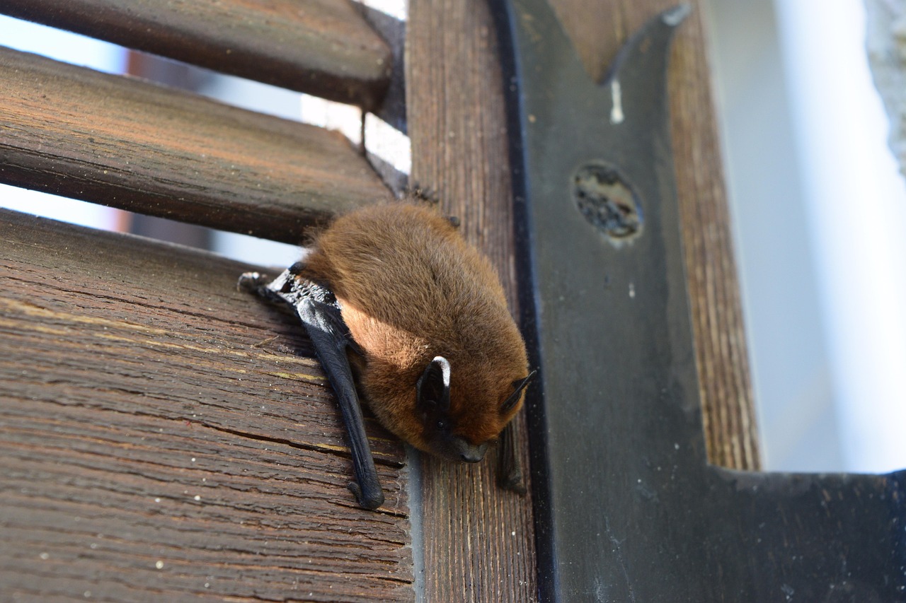 bat, animal, fence, autumn, nature, outdoors, cute