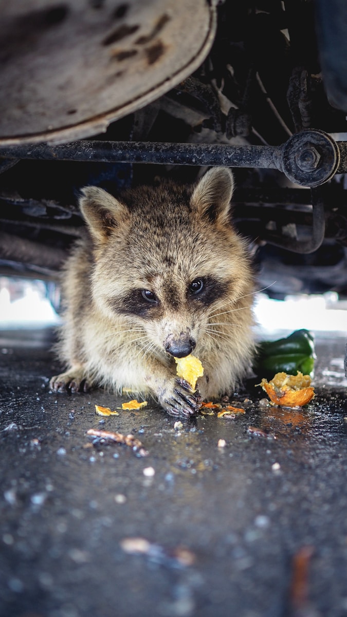 Raccoon under a vehicle eating trash