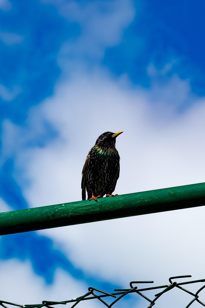 A starling sitting on a chain link fence