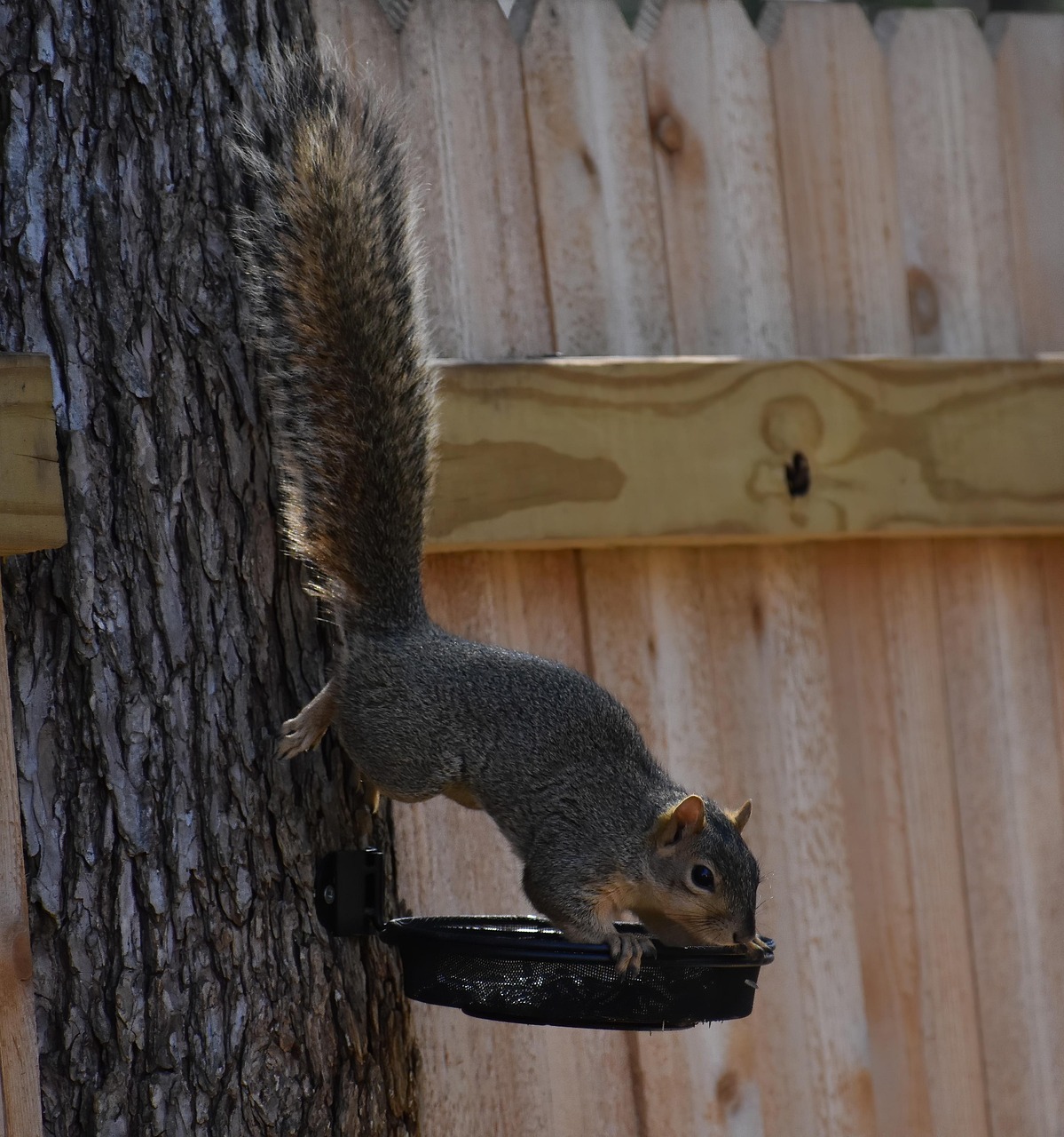A squirrel eating from a backyard bird feeder on a tree.