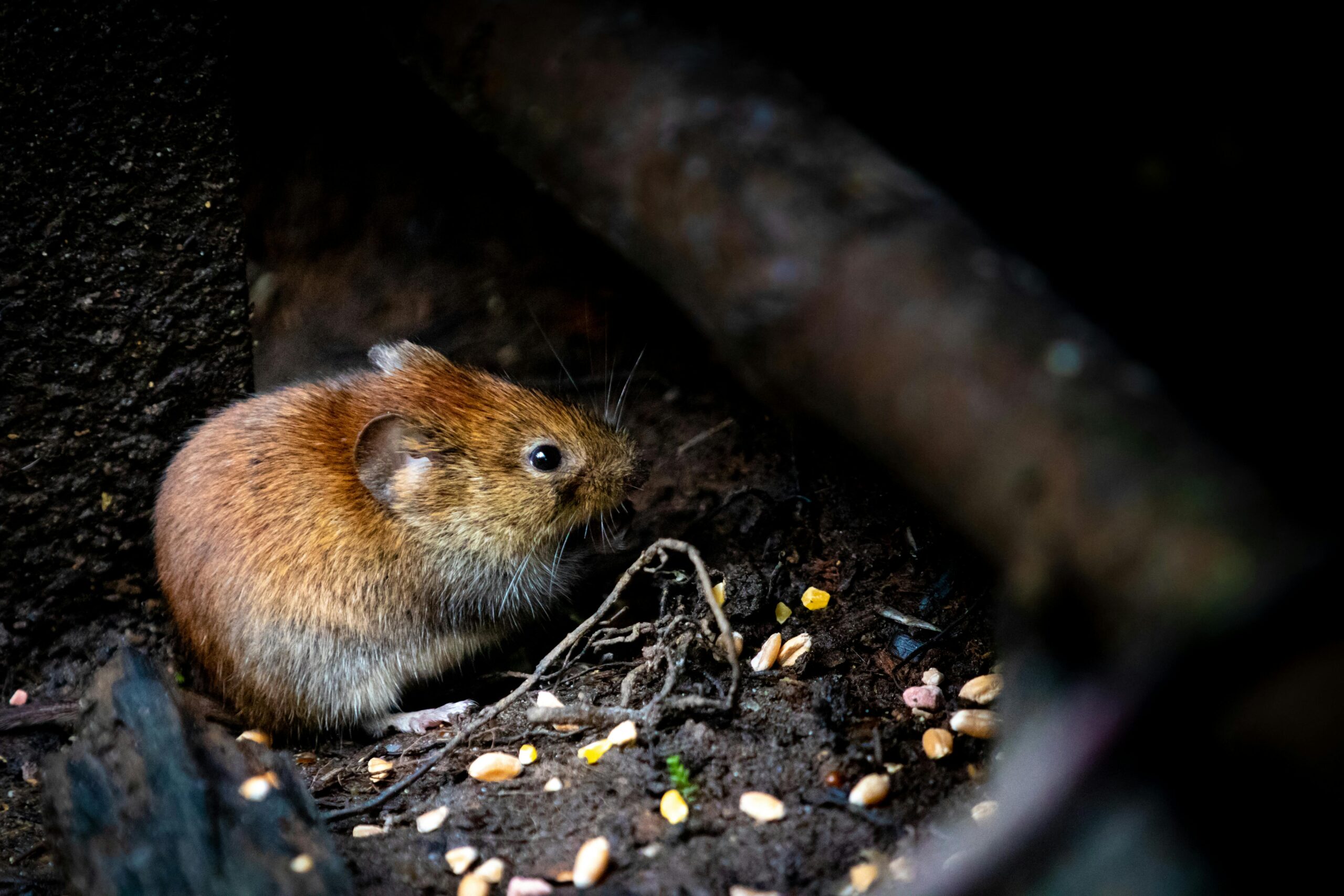 A mouse surrounded by debris.