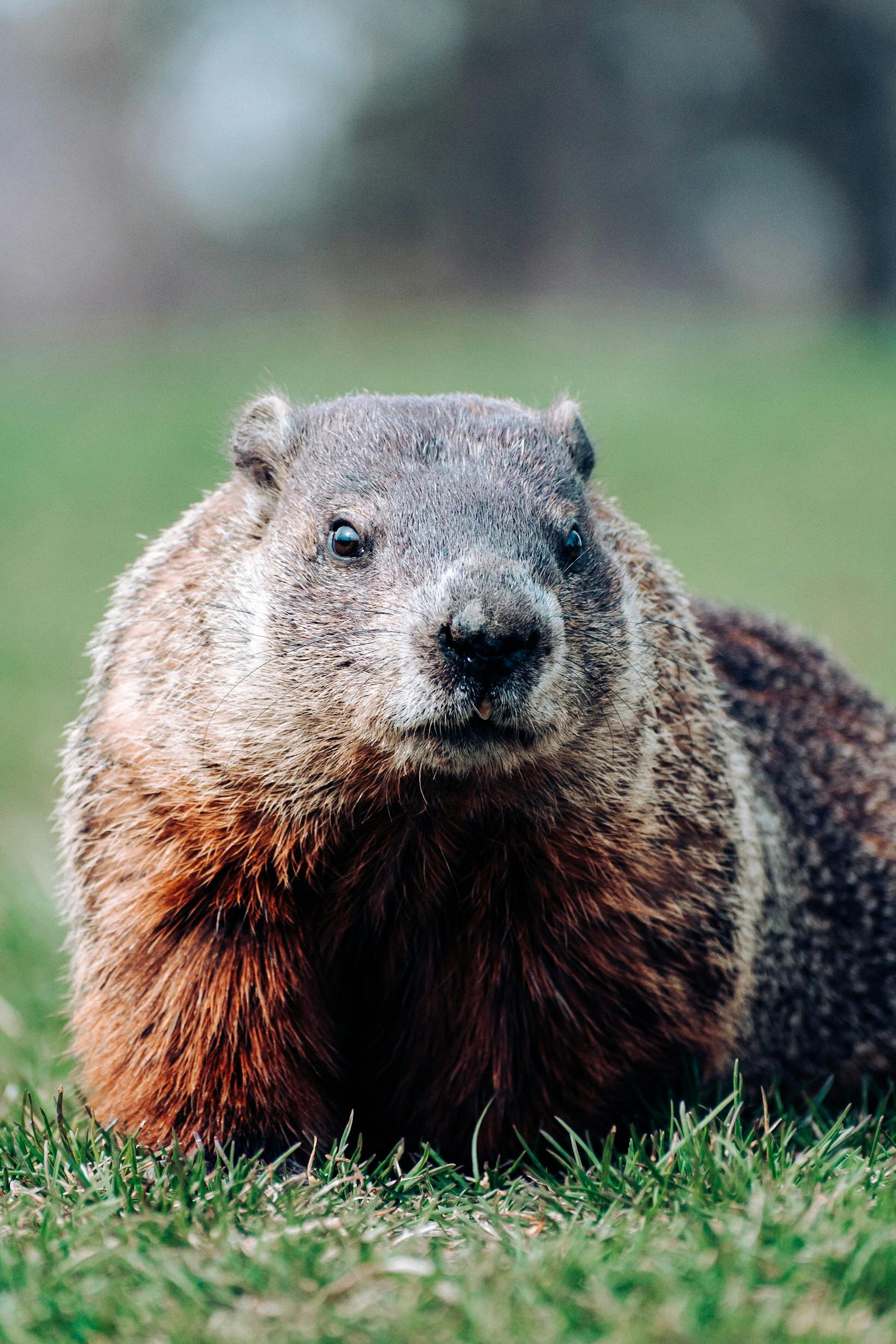 Detailed close-up of a groundhog on grass.