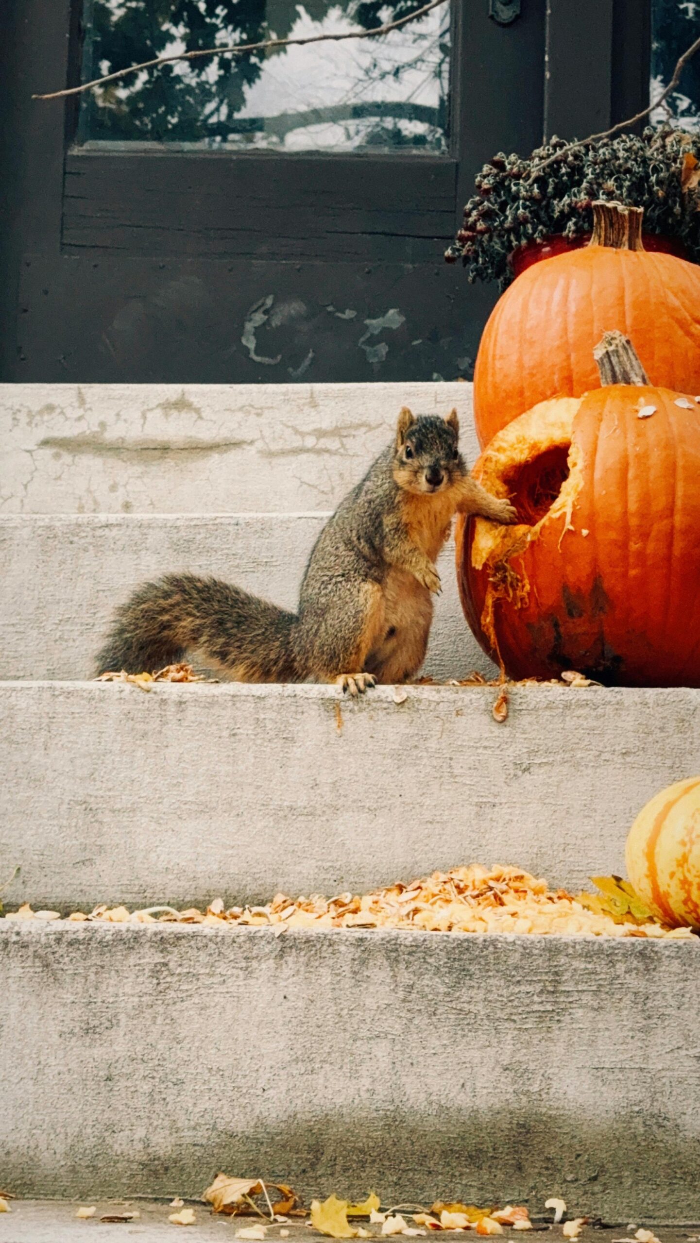 A squirrel investigates pumpkins on concrete steps during a crisp fall day.