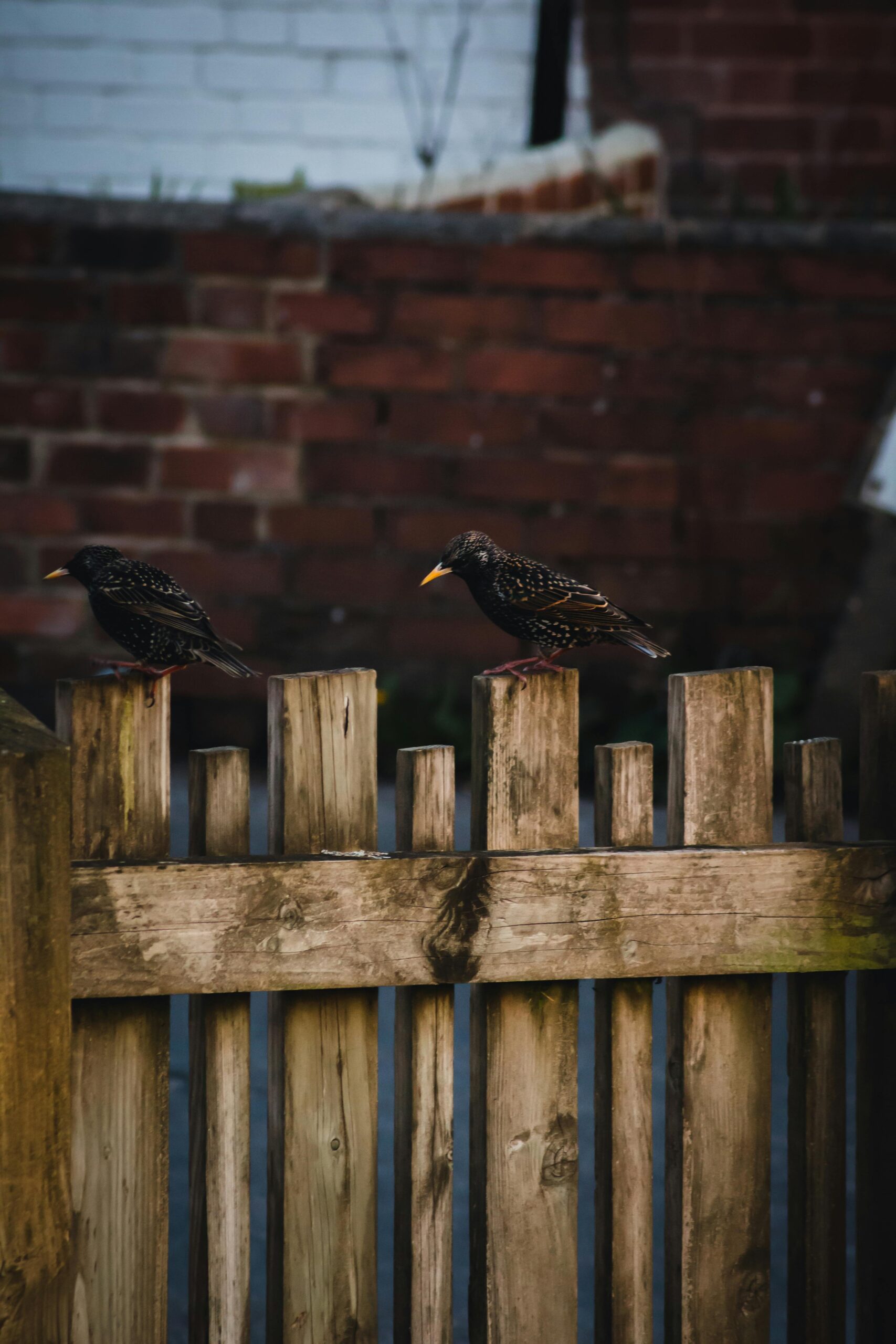 Two starlings on a wooden fence in a backyard setting with brick walls.