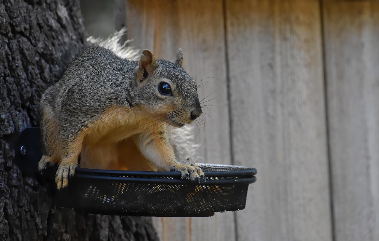 squirrel, fox squirrel, nature, rodent, animal, wildlife, mammal, wild, cute, foraging