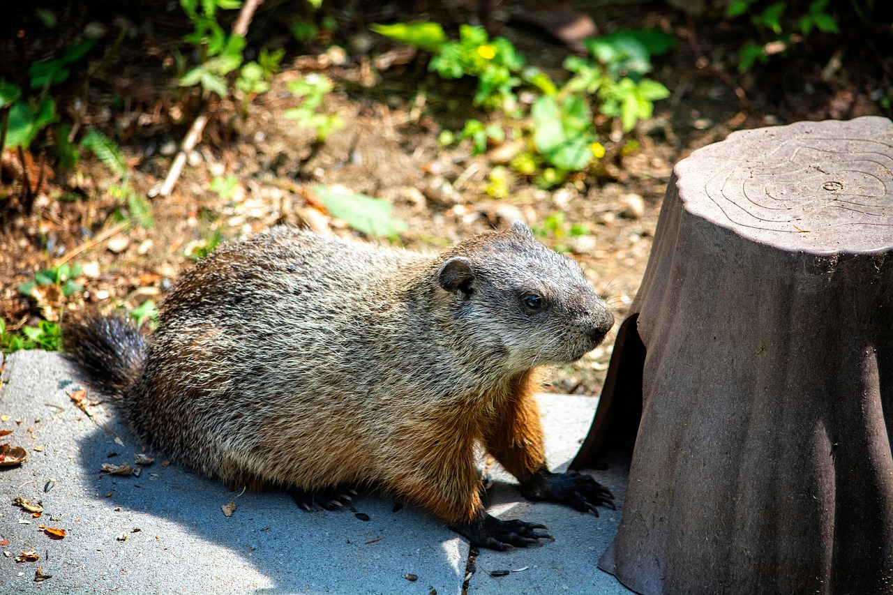 groundhog, woodchuck, animal, wildlife, wildlife control