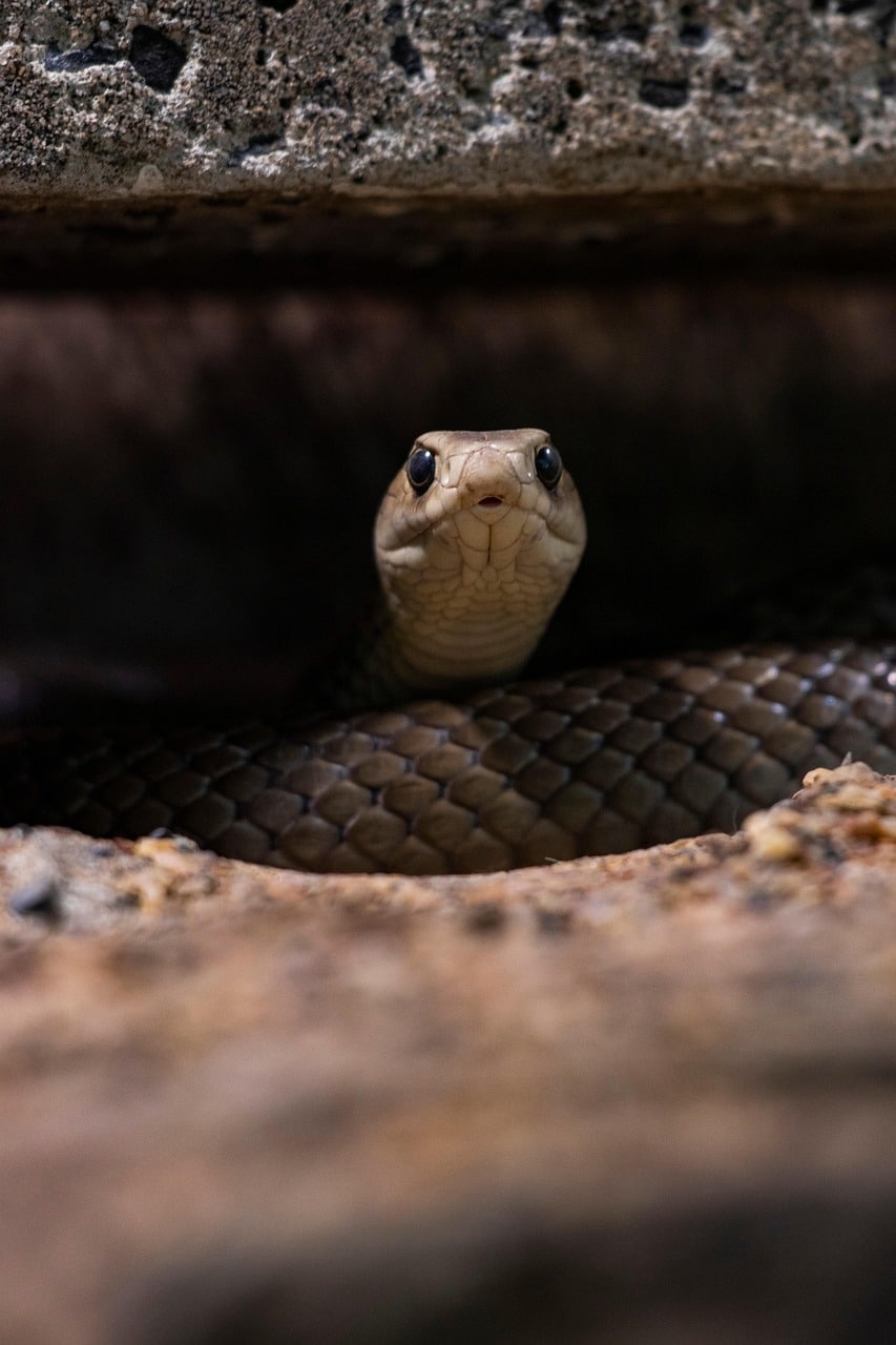 snake, reptile, scales, eastern brown snake, dirt, nature, eyes, face, animal