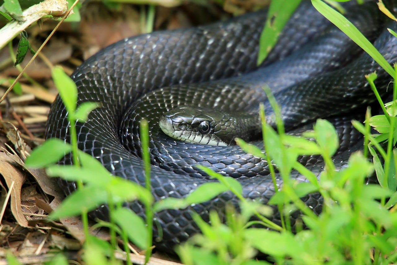 snake, black rat snake, black snake, reptile, wildlife, animal, nature, snake, snake, snake, snake, snake, black rat snake, black rat snake, black rat snake, black rat snake, black rat snake, black snake, black snake, black snake, black snake, black snake