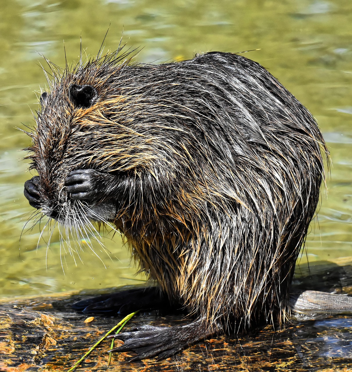 beaver rat, nutria, water rat, water, splash around, wildlife, animal, nature, fur, rodent, wildpark poing, waters, rodent species