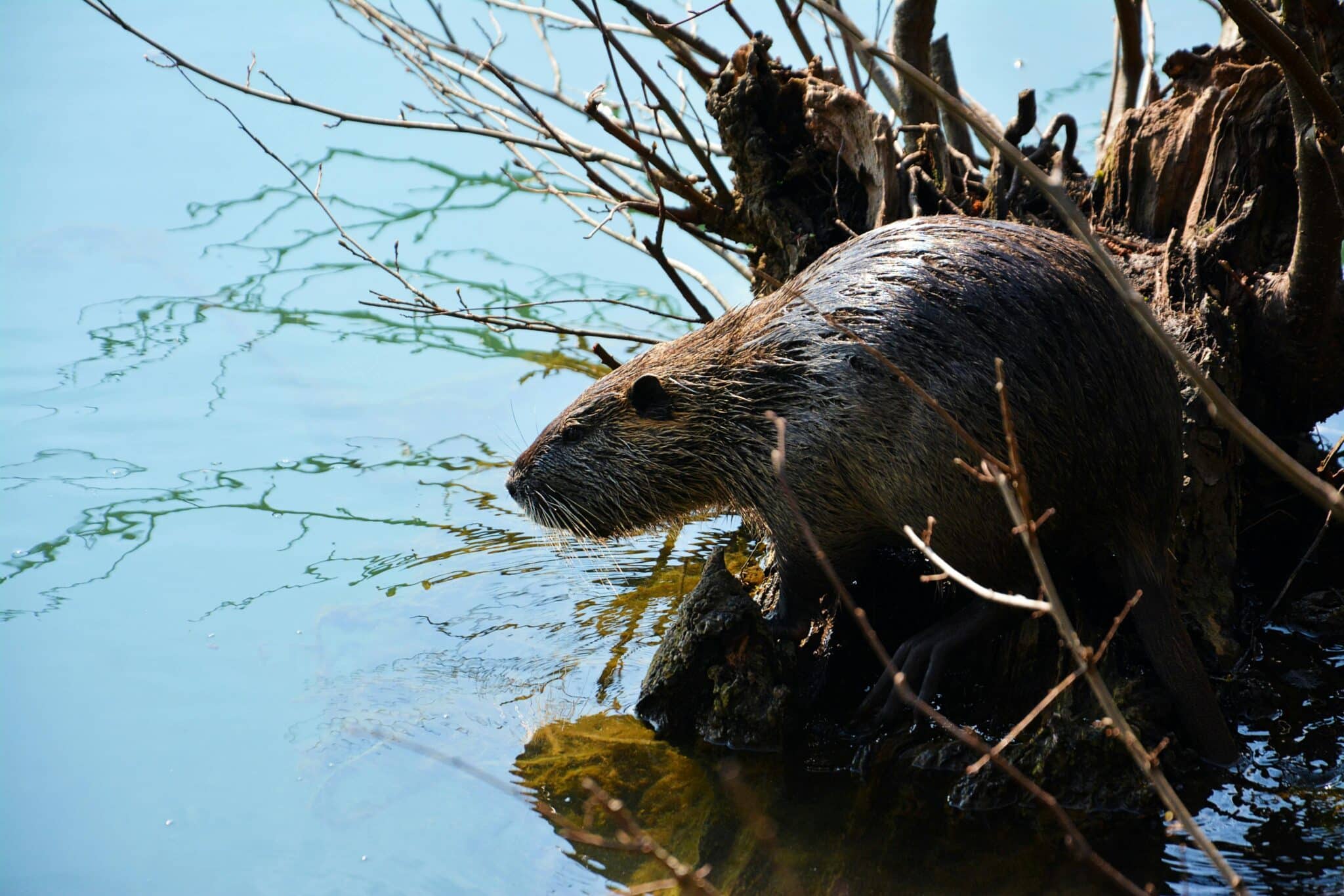 Photograph of a nutria by the water's edge with a wood backdrop.