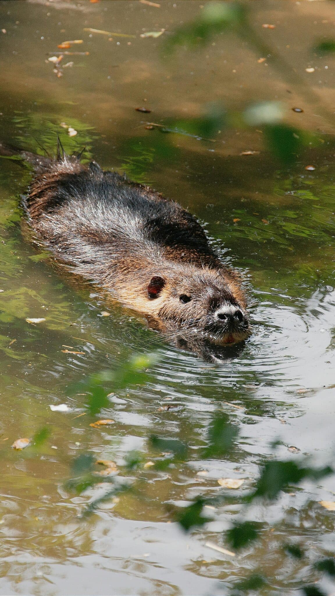 A beaver swims gracefully through a tranquil river in Hungary.