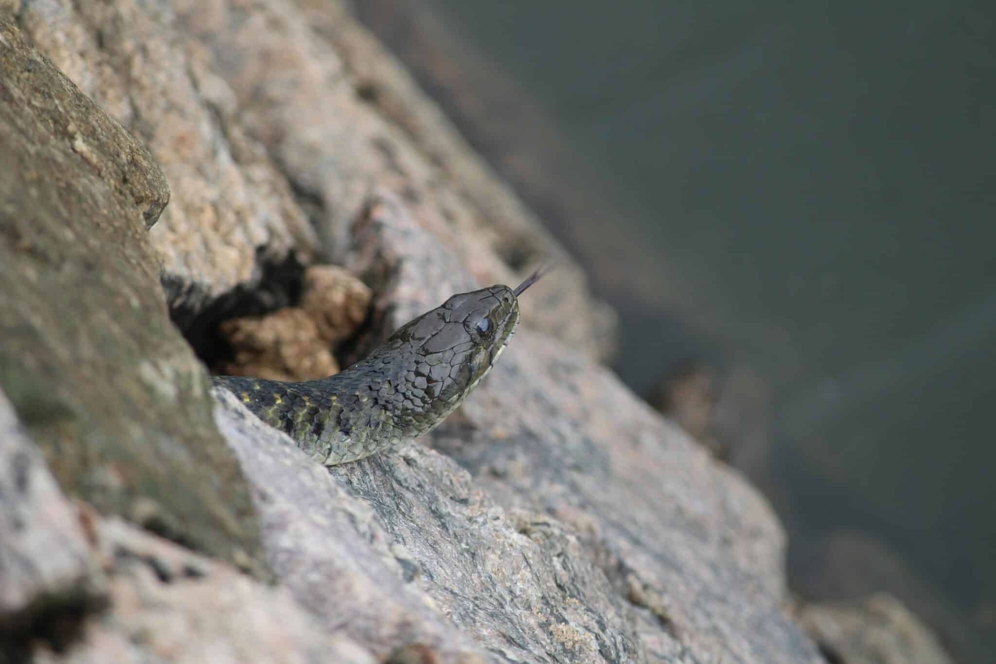 A snake slithering on rocks near a water body, showcasing its textured scales.