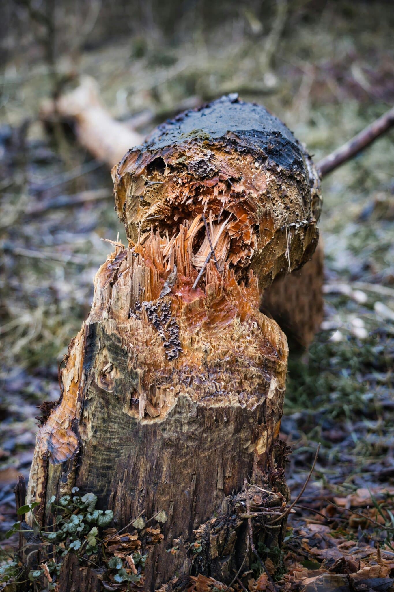 Close-up of a beaver gnawed tree trunk in a lush forest environment.