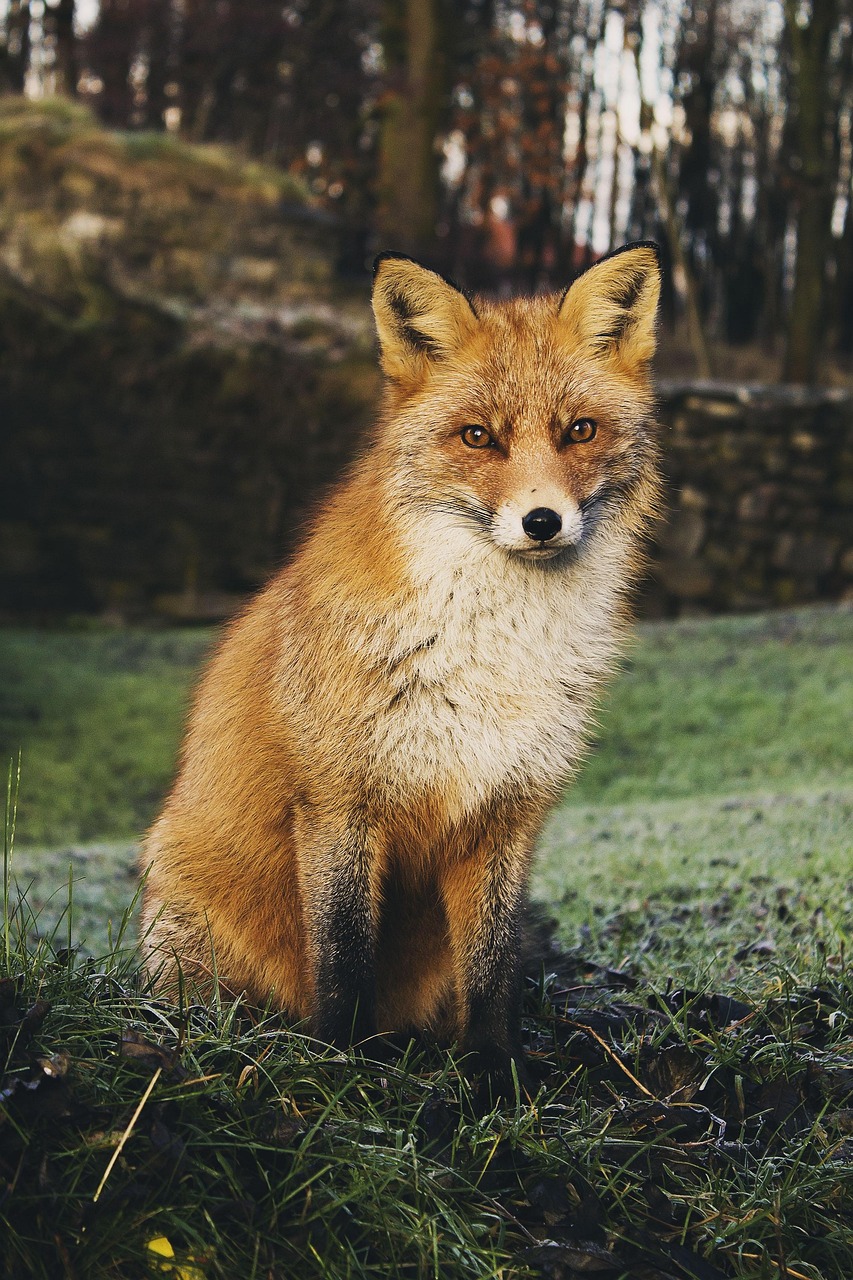 fox, animal, red fox, omnivore, wildlife, wilderness, animal world, nature, wild, wild animal, wildlife photography, portrait