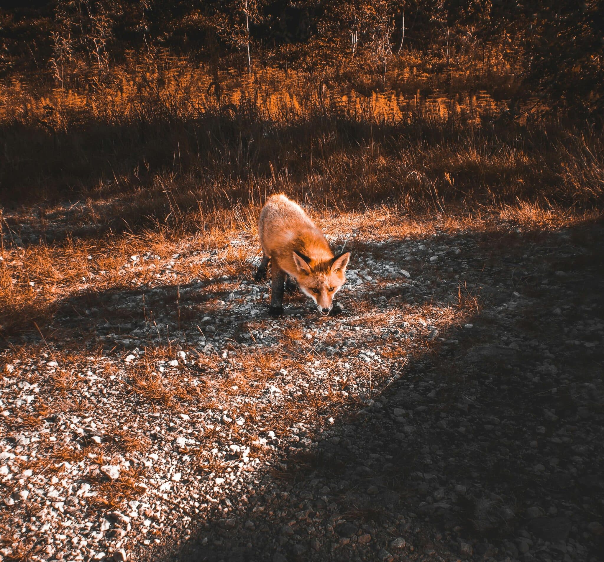 A wild red fox in an autumn setting in Norway, showcasing vibrant fall colors.