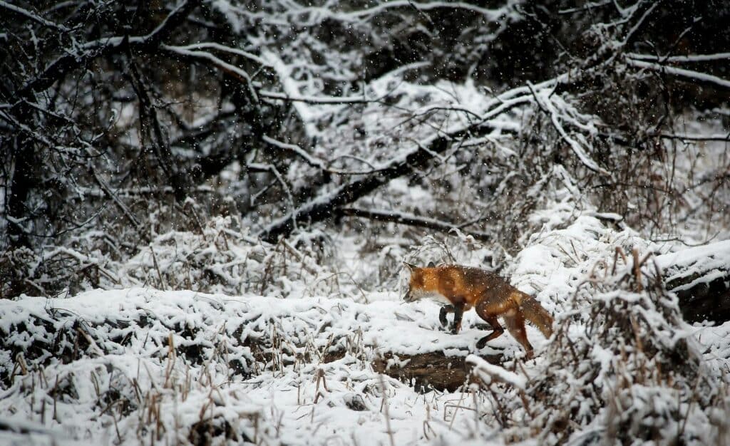 A red fox cautiously traverses a snow-covered forest floor during winter, surrounded by frosty trees.