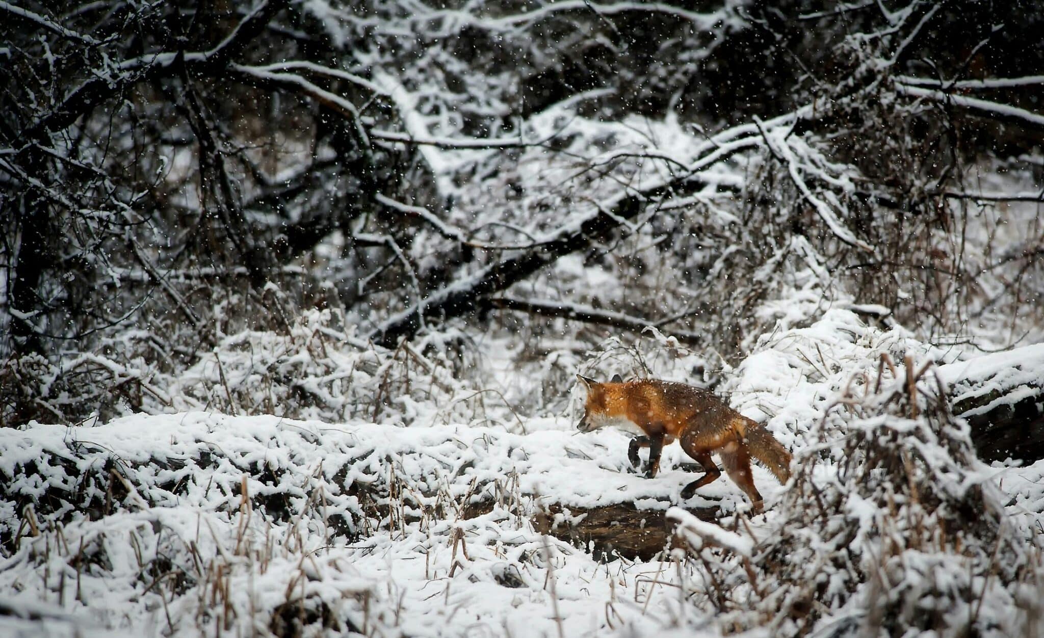 A red fox cautiously traverses a snow-covered forest floor during winter, surrounded by frosty trees.