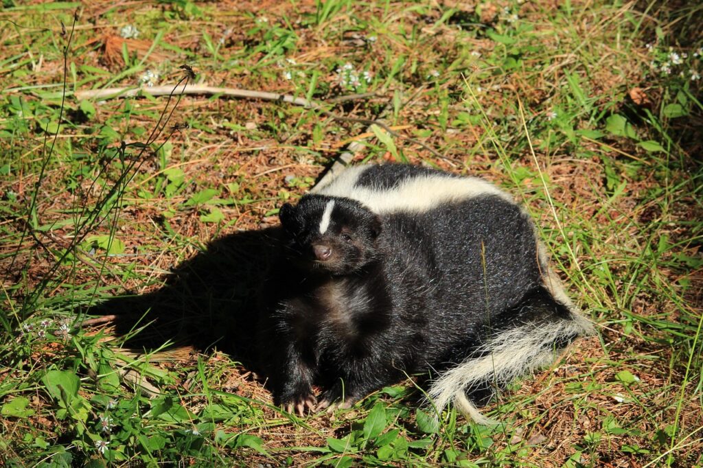 skunk, nature, animals, flora, fur, strip, zoo, creature, wildlife, mammal, summer, sleepy, skunk, skunk, skunk, skunk, skunk