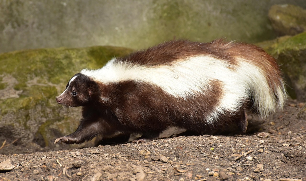 skunk, mammal, brown white, animal, zoo, fur, wildlife, strip, predator, creature, wild, nature, skunk, skunk, skunk, skunk, skunk