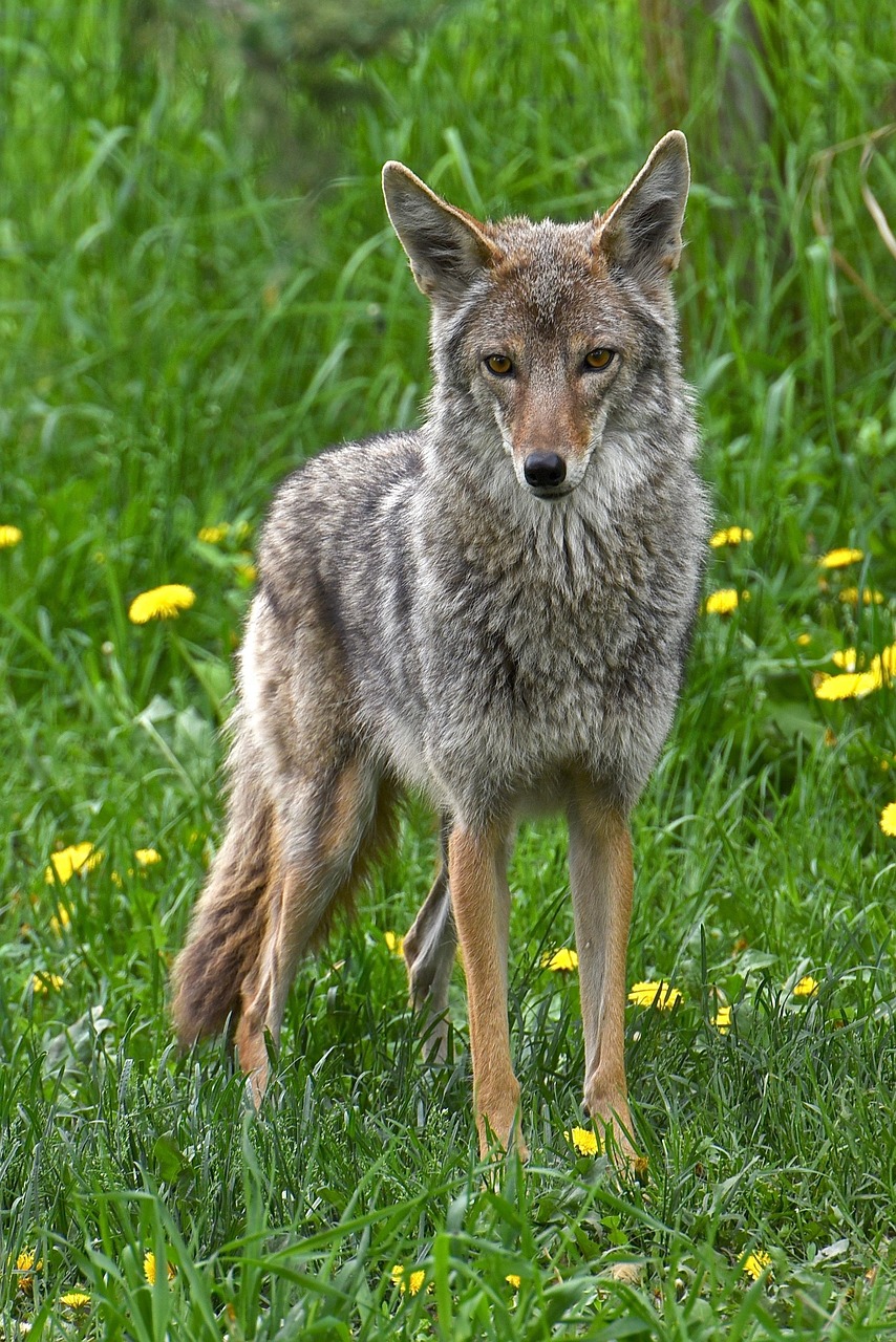 coyote, animal, wildlife, predator, canine, mammal, nature, coyote, coyote, coyote, coyote, coyote