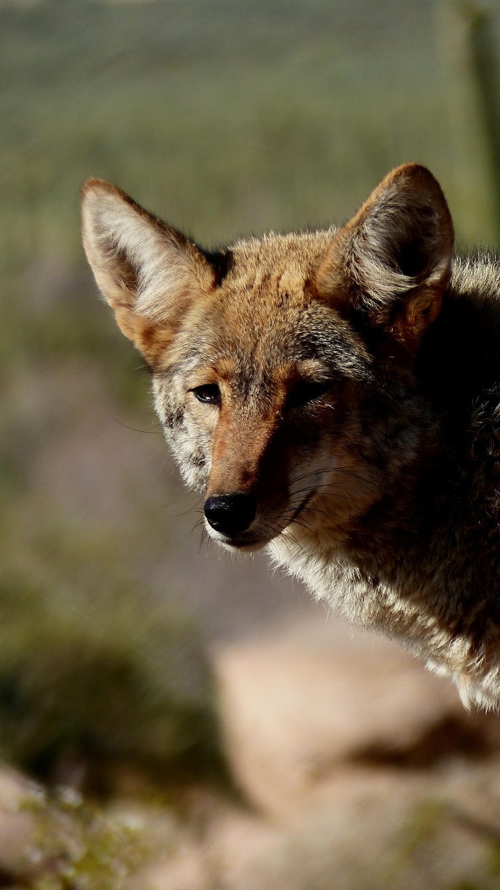 coyote, animal, savage, predator, head, fauna, dangerous, america, nature, carnivorous